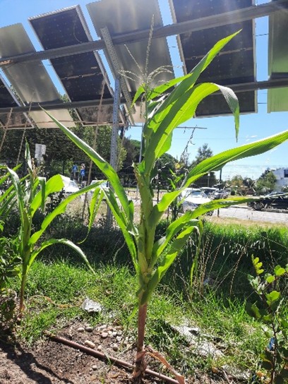 Imagem 2 do espaço Horta Solar – Demonstrador Agrivoltaico 